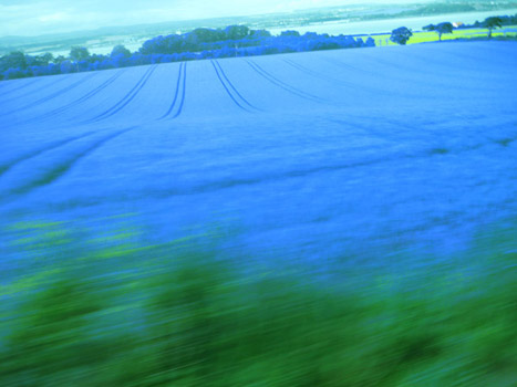 blue fields
